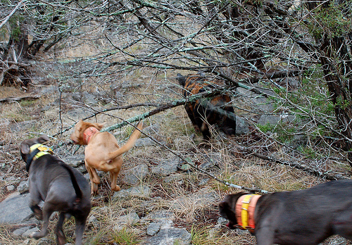 Lacy Dogs go after a runner